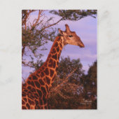 Tutwa, giraffe in Tetswana, Briefkaart (Voorkant)