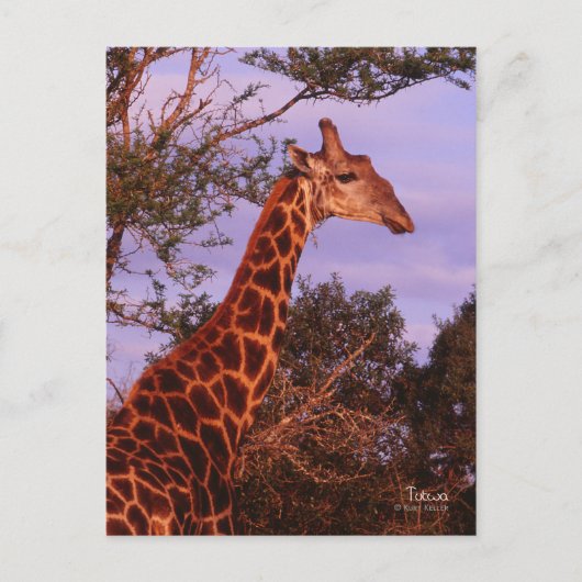 Tutwa, giraffe in Tetswana, Briefkaart (Voorkant)
