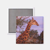 Tutwa, giraffe in Tetswana, Magnet (Voorkant / Achterkant)
