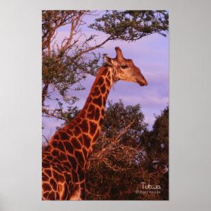 Tutwa, giraffe in Tetswana, Poster