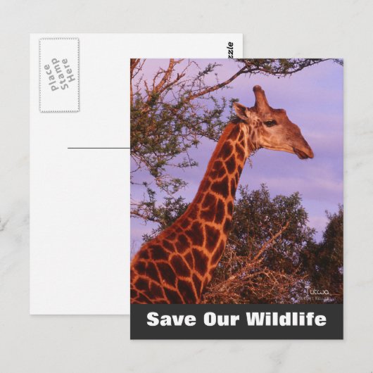 Tutwa Save Our Wildlife Briefkaart (Voorkant / Achterkant)