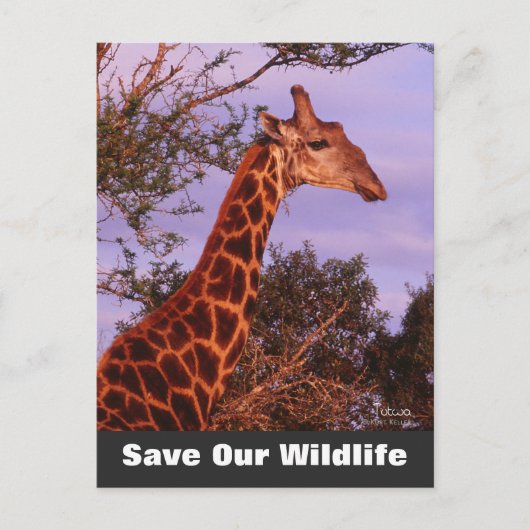 Tutwa Save Our Wildlife Briefkaart (Voorkant)