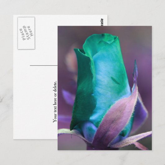 Tuurroze Roosknop Bloem Persoonlijk Briefkaart (Voorkant / Achterkant)