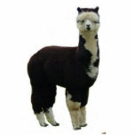 Tuxedo Alpaca Staand Fotobeeldje<br><div class="desc">Een zwarte en witte "tuxedo" alpaca is gefascineerd door een decoratieve foto-sculptuur alpaca llama vicuna guanaco boerderij ranch pet animal</div>