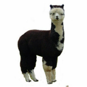 Tuxedo Alpaca Staand Fotobeeldje