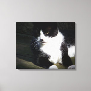 Tuxedo Cat 20 x 16-inch opgerold Canvas afdrukken