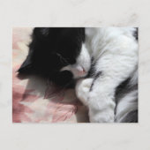 Tuxedo Cat Art Cute Pink Nose Kitty Cats Art Briefkaart (Voorkant)