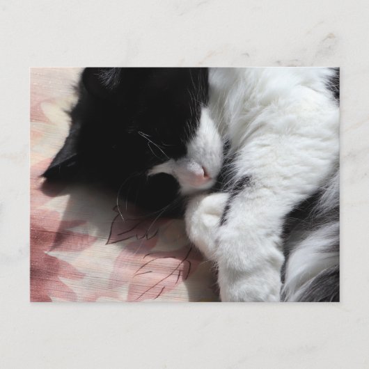 Tuxedo Cat Art Cute Pink Nose Kitty Cats Art Briefkaart (Voorkant)