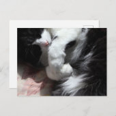 Tuxedo Cat Art Cute Pink Nose Kitty Cats Art Briefkaart (Voorkant / Achterkant)
