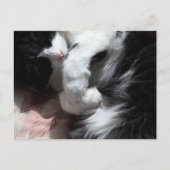 Tuxedo Cat Art Cute Pink Nose Kitty Cats Art Briefkaart (Voorkant)