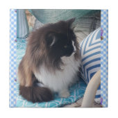 Tuxedo cat Black White Furry Cat Ceramic Tile Tegeltje (Voorkant)