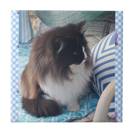 Tuxedo cat Black White Furry Cat Ceramic Tile Tegeltje (Voorkant)