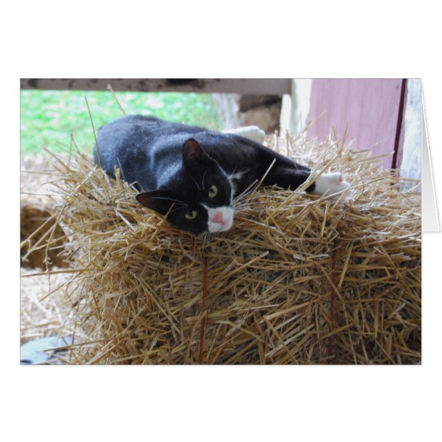 Tuxedo Cat Blank Card (Voorkant Horizontaal)