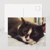 Tuxedo Cat briefkaart (Voorkant / Achterkant)