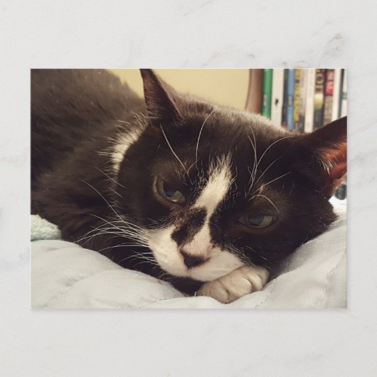 Tuxedo Cat briefkaart (Voorkant)