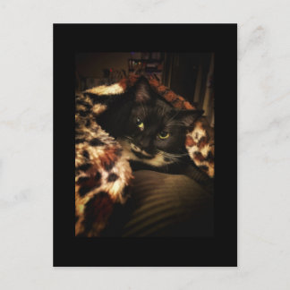 Tuxedo Cat Briefkaart