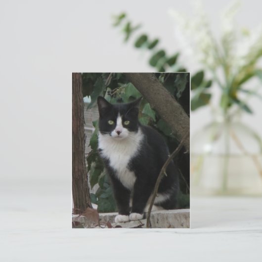 Tuxedo Cat Briefkaart (Staand voorkant)