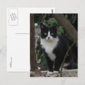 Tuxedo Cat Briefkaart (Voorkant / Achterkant)