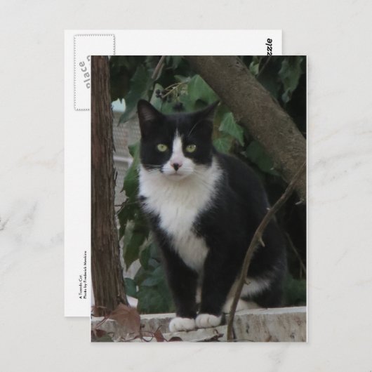 Tuxedo Cat Briefkaart (Voorkant / Achterkant)