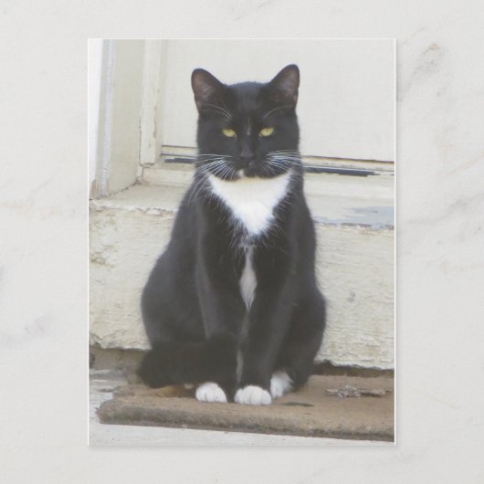 Tuxedo Cat Briefkaart (Voorkant)