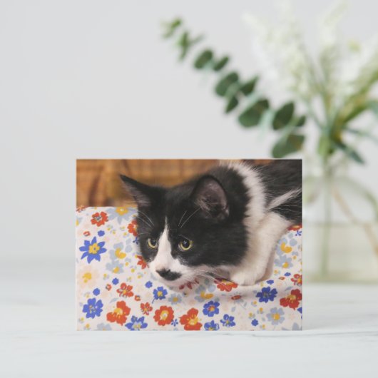 Tuxedo Cat Briefkaart (Staand voorkant)