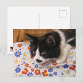 Tuxedo Cat Briefkaart (Voorkant / Achterkant)