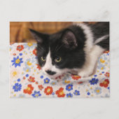 Tuxedo Cat Briefkaart (Voorkant)