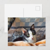 Tuxedo Cat Briefkaart (Voorkant / Achterkant)