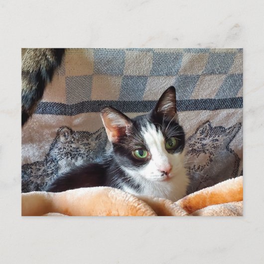 Tuxedo Cat Briefkaart (Voorkant)