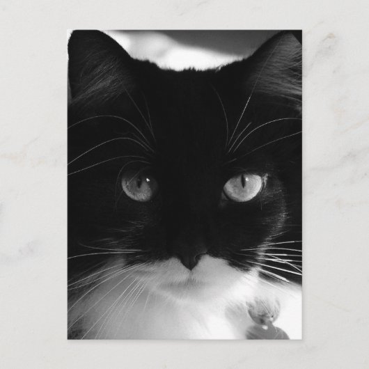 TUXEDO CAT-BRIEFKAARTEN BRIEFKAART (Voorkant)