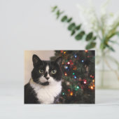 Tuxedo Cat Christmas Briefkaart (Staand voorkant)