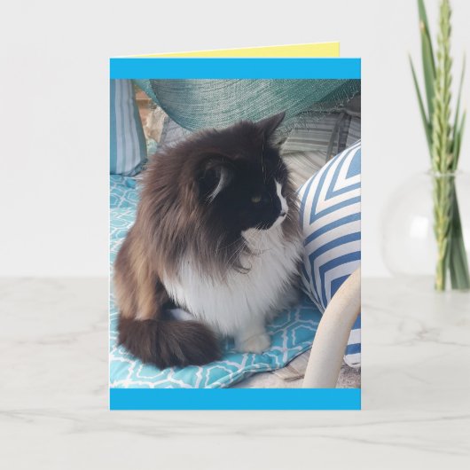 Tuxedo Cat Cute  cats blue Birthday Card Kaart (Voorkant)