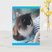 Tuxedo Cat Cute  cats blue Birthday Card Kaart (Gele Bloem)