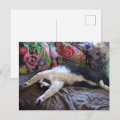 Tuxedo Cat Cute die een Mexicaans Briefkaart van d (Voorkant / Achterkant)