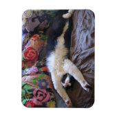 Tuxedo Cat Cute die een Mexicaans Briefkaart van d Magneet (Verticaal)