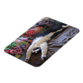 Tuxedo Cat Cute die een Mexicaans Briefkaart van d Magneet (Linkerzijde)