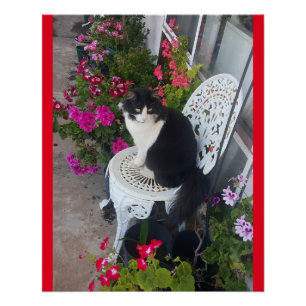 Tuxedo Cat Cute  Flowers Katten Birthday Card Perfect Poster