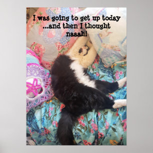Tuxedo Cat Cute Funny Shabby Slapende Cats Poster