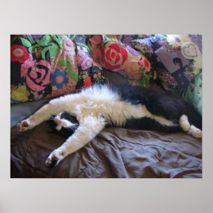 Tuxedo Cat Cute Funny Slapende cats Poster