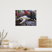 Tuxedo Cat Cute Funny Slapende cats Poster (Keuken)