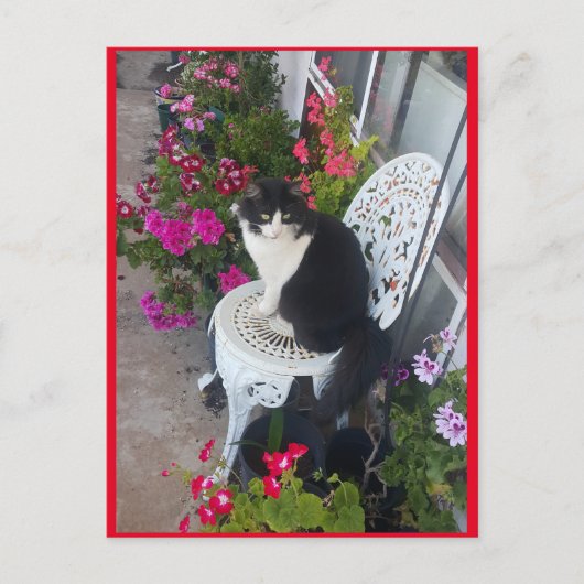 Tuxedo Cat Cute met Briefkaart bloemen (Voorkant)