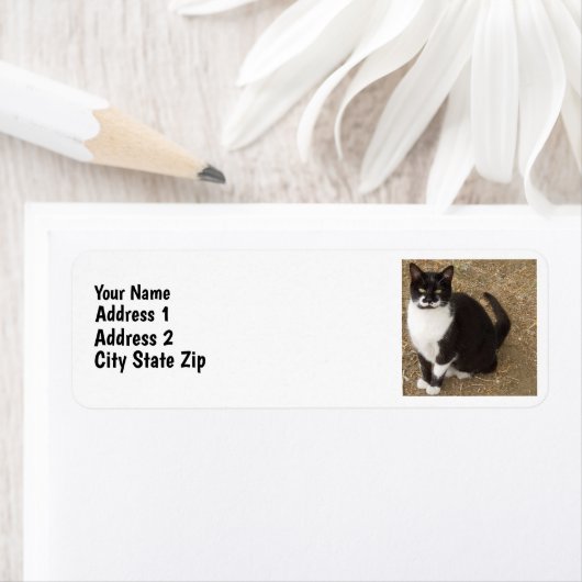 Tuxedo Cat Etiket (Insitu)