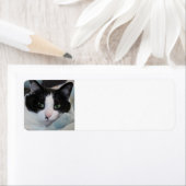 Tuxedo Cat Etiket (Insitu)