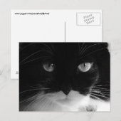 TUXEDO CAT-FOTO-Briefkaarten Briefkaart (Voorkant / Achterkant)