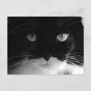 TUXEDO CAT-FOTO-Briefkaarten Briefkaart