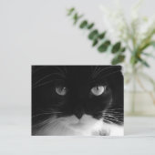 TUXEDO CAT-FOTO-Briefkaarten Briefkaart (Staand voorkant)