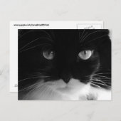 TUXEDO CAT-FOTO-Briefkaarten Briefkaart (Voorkant / Achterkant)
