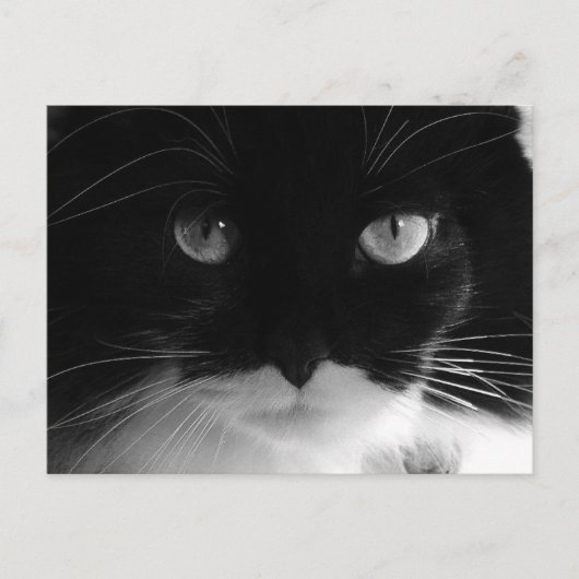 TUXEDO CAT-FOTO-Briefkaarten Briefkaart (Voorkant)