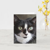 Tuxedo Cat Kaart (Gele Bloem)