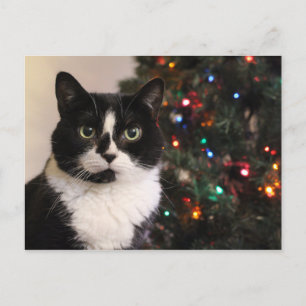 Tuxedo Cat Kerstmis Briefkaart
